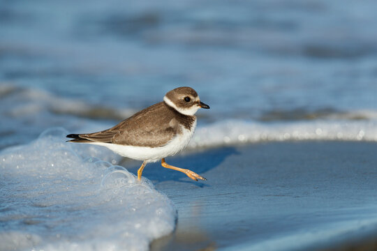 Semipalmated Plover