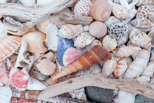 In search of the sea, shells and driftwood.