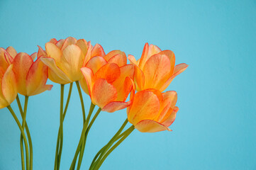A bouquet of yellow-pink tulips on a blue wall background. Spring flowers. Postcard or template