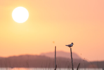 Viewpoint to watch the sunset in the middle of the sea, seagulls come to island on the stumps