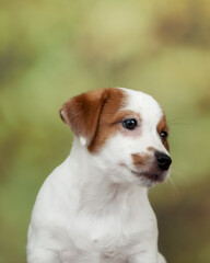 Jack Russell terrier on a green background