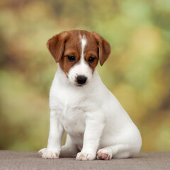 Jack Russell terrier on a green background