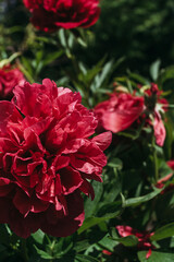 Fototapeta premium Red peony flower,close-up with selective focus. Beautiful peony flower for catalog or online store.