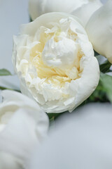 Close-up of flowers peonies. White peonies close-up.