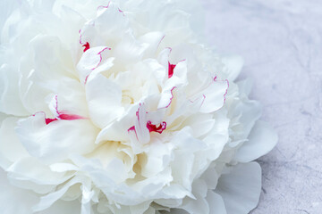 Close-up of flowers peonies. White peonies close-up.