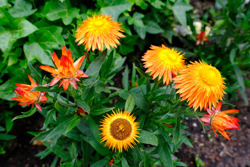 Xerochrysum bracteatum, yellow and orange flowers, beautiful dried flower plant for compositions, decorative gardening concept, beauty of nature