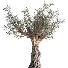 3D illustration of Olive tree in a rusty flowerpot isolated on white background 