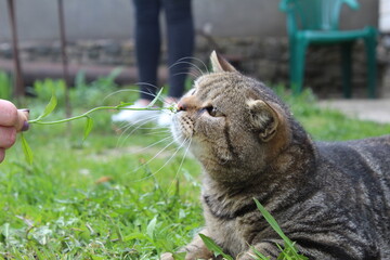 The domestic short-haired grey striped cat plays outside on the grass. close-up. Summer, street cat