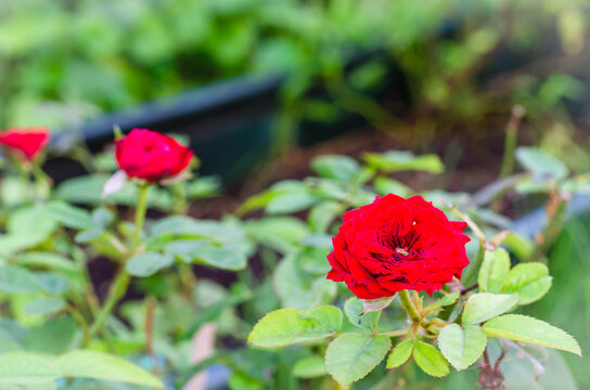 A picture of a bright red rose cultivated on the farm, in the form of a dwarf rose, which is a small and popular flower planted in homes.
