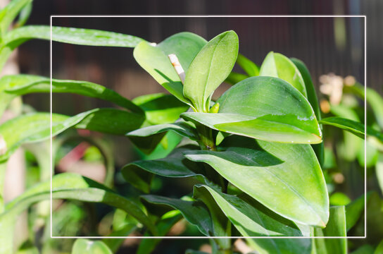 The picture of the orchid in the genus Dendrobium raised on the farm and moisture control, the tree looks plump, large stems and thick leaves are good varieties.