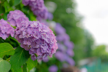 東京都北区王子に咲くたくさんの紫陽花