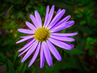 lila Blume