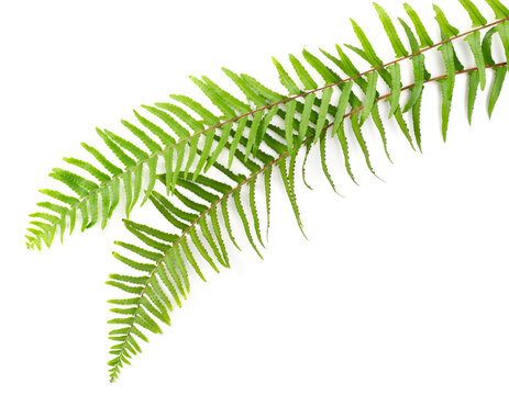 fresh fern leaves isolated on white background