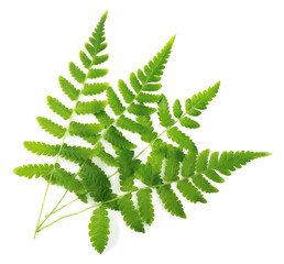 fresh fern leaves isolated on white background, top view