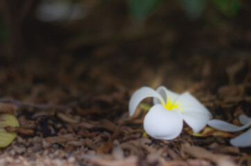 Blurry image of plumeria flowers that have fallen from the tree to the ground.