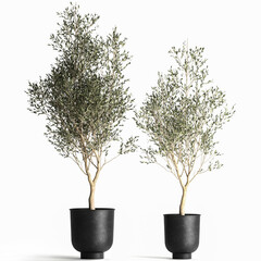 Obraz premium 3D illustration of olive tree in a black flowerpot isolated on white background 