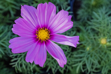 Fototapeta premium pink beauty