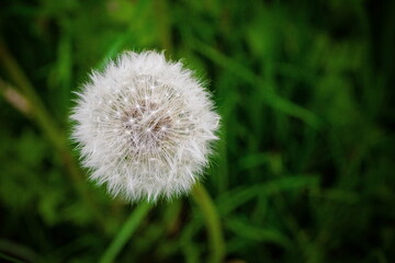 verblühter Löwenzahn