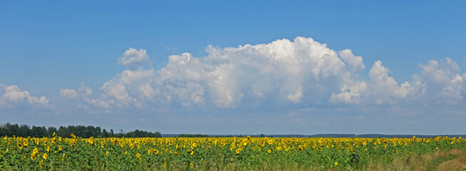 Cloud over a field of sunflowers on a sunny day