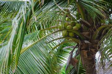 The image of coconut trees. The coconut tree produces a lot of products and has large branches.