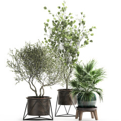 3d illustration exotic plants in a pot 