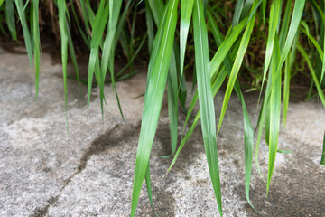 The lush grass is a clump of bushes . Leaves rustle the wind(soft focus)
