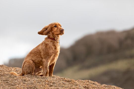 A golden Cocker Spaniel