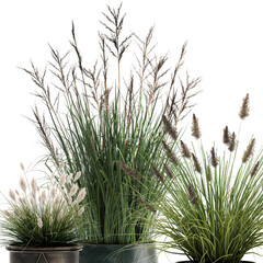 3D digital render of reeds in a flowerpot isolated on white background