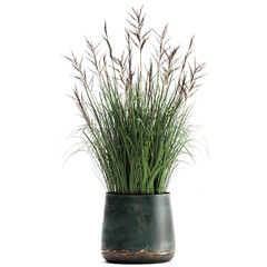 3D digital render of reeds in a flowerpot isolated on white background