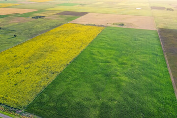 Corn and sunflower cultivation, Buenos Aires Province, Argentina.