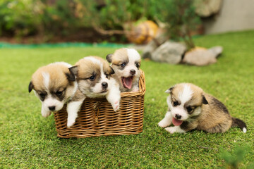 newborn puppies in the basket