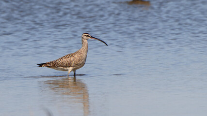 Whimbrel wading in a shallow salt marsh