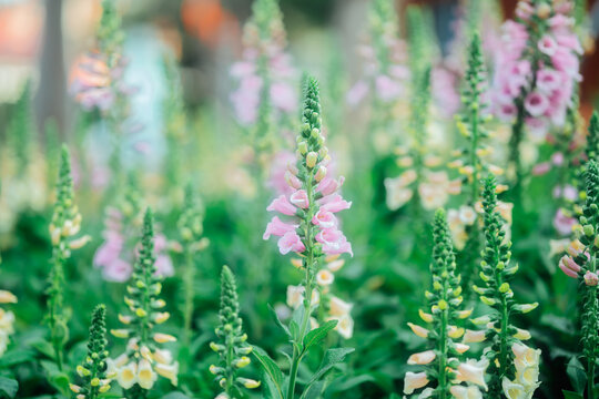Digitalis purpurea flowers