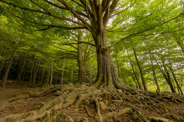Landscape of a forest of green trees with roots
