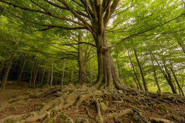 Landscape of a forest of green trees with roots © OSORIOartist