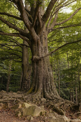 Landscape of a forest of green trees with roots