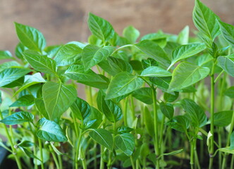 Close up. Seedlings of sweet peppers in a container, grown from seeds. Spring young seedlings of peppers are ready for planting in open ground.