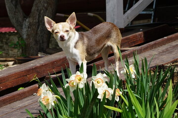 chihuahua in the garden