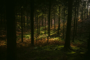 Sunlight in dark forest in fall
