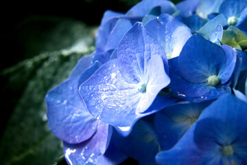 アジサイ 紫陽花 あじさい 花びら クローズアップ 美しい 綺麗 梅雨 落ち着いた 雨 さわやか