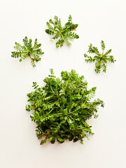 Shepherd's purse on white