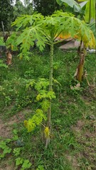 papaya plant in the garden