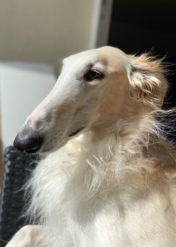Young Borzoi Head in the sun