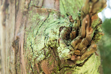 Green moss on a tree trunk