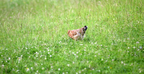 poule