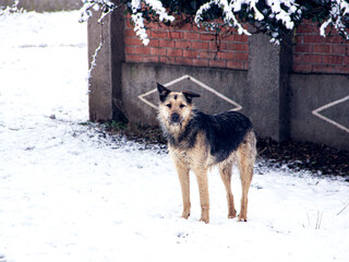 dog and snow