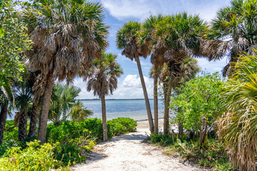 A sandy path leading down to the ocean in a tropical paradise.