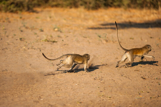 Two Small Monkeys Running