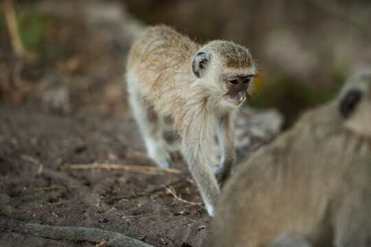A Small Monkey in Repose
