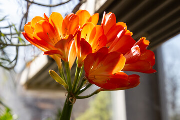 Close up of orange flowers of a Clivia, also called Clivia miniata or Klivie